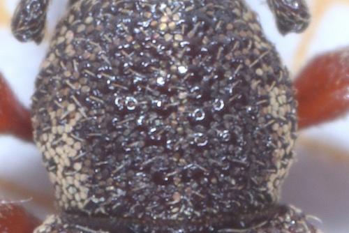 Otiorhynchus sp.